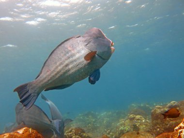 Balık Humphead Parrotfish, Bolbometopon muricatum Bali.