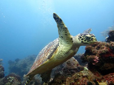 Hawksbill deniz kaplumbağası geçerli Mercan Adası, Bali.