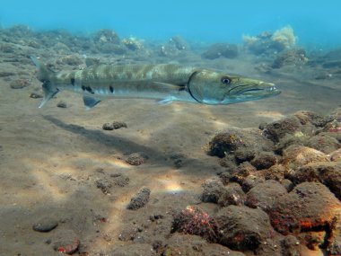 Okyanus Bali harika Barracuda balık          