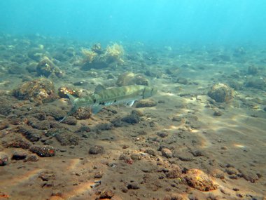 Okyanus Bali harika Barracuda balık          