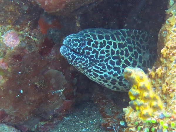 Moray gigante manchado escondido entre recifes de coral na flo oceano — Fotografia de Stock