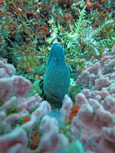 Morena gigante escondida entre los arrecifes de coral en el fondo del océano, Bali . — Foto de Stock