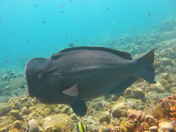 Fish Humphead Parrotfish, Bolbometopon muricatum in Bali. — Stock Photo, Image