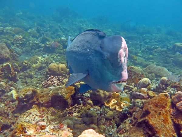 Fish Humphead Parrotfish, Bolbometopon muricatum in Bali. — Stock Photo, Image
