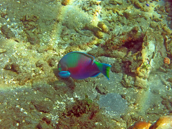 Fiorente barriera corallina viva con vita marina e pesci, Bali . — Foto Stock