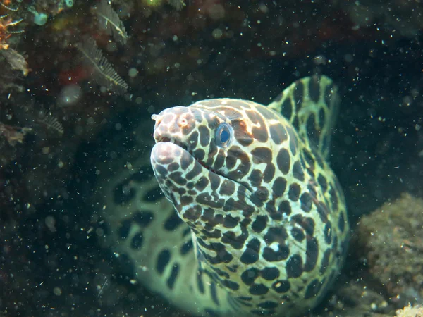 Moray gigante manchado escondido entre recifes de coral na flo oceano — Fotografia de Stock