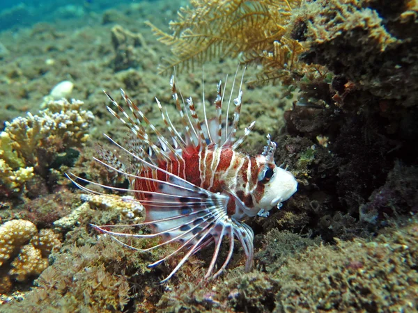 Lionfish pterois on coral reef Bali. — Stock Photo, Image