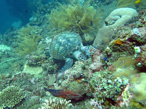 Hawksbill tartaruga marinha corrente na ilha recife de coral, Bali . — Fotografia de Stock