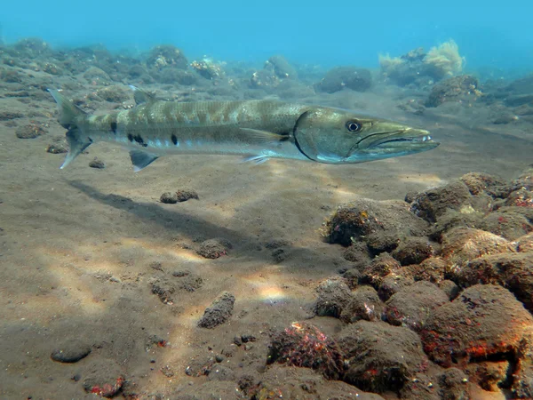 Großer Barrakuda-Fisch im Ozean bali — Stockfoto
