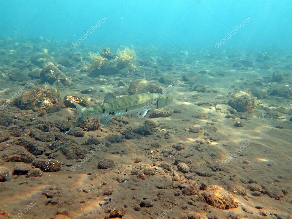 Stor Barracuda fisk i havet Bali — stockfoto © aarrows #80761792, image size:1024x768