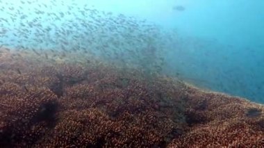 Gelişen mercan canlı deniz yaşamı ve sürüler halinde balık, Bali ile.