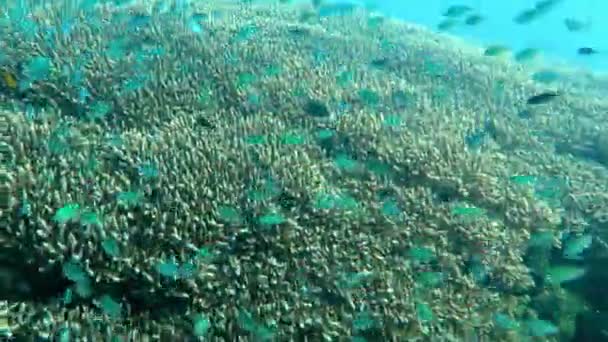 Gelişen mercan canlı deniz yaşamı ve sürüler halinde balık, Bali ile. — Stok video