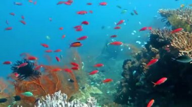 Gelişen mercan canlı deniz yaşamı ve sürüler halinde balık, Bali ile.