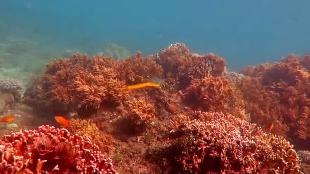 Poisson-trompette (Aulostomus chinensis) nageant sous l'eau dans la mer de Bali . — Video