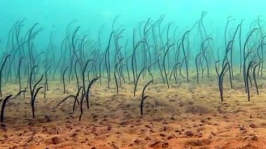 Galapagos sualtı Bali besleme yılan balığı (Heteroconger klausewitzi) Bahçe.