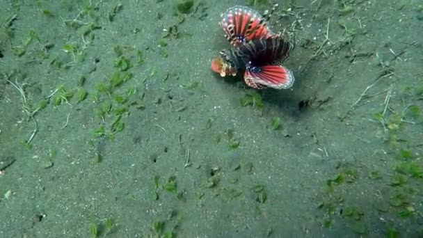 Perutýn ohnivý (pterois) na korálový útes Bali. — Stock video