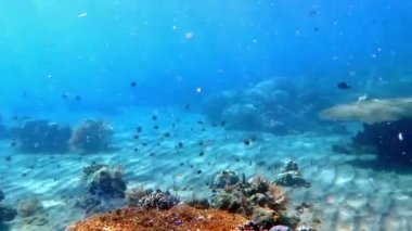 Gelişen mercan canlı deniz yaşamı ve sürüler halinde balık, Bali ile.