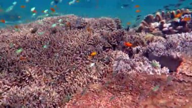 Gelişen mercan canlı deniz yaşamı ve sürüler halinde balık, Bali ile.