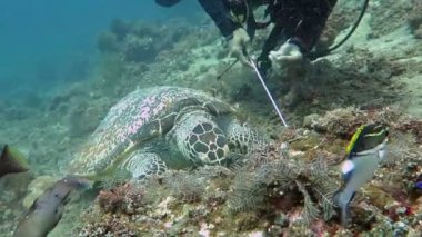 Hawksbill deniz kaplumbağası geçerli Mercan Adası, Bali.