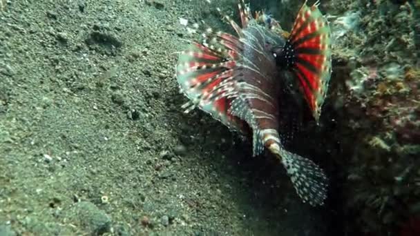 Rotfeuerfische (pterois) auf Korallenriff bali. — Stockvideo