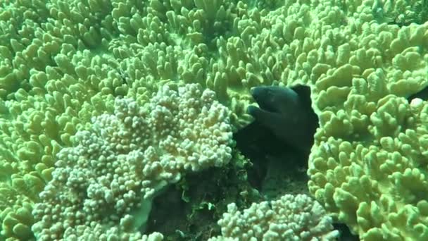 Γίγαντας moray κρύβονται μεταξύ των κοραλλιογενών υφάλων στον πυθμένα των ωκεανών, Μπαλί. — Αρχείο Βίντεο
