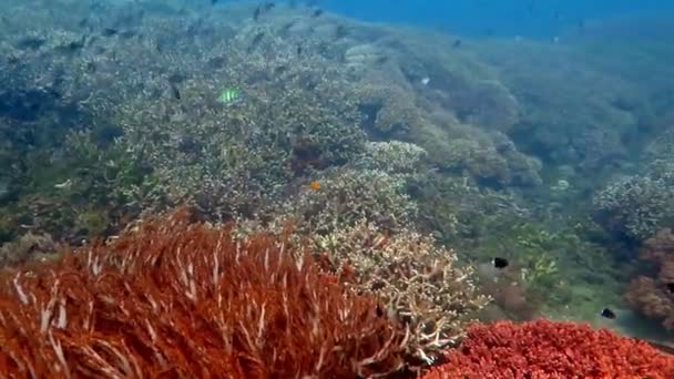 Fiorente barriera corallina viva con vita marina e banchi di pesci, Bali . — Video Stock