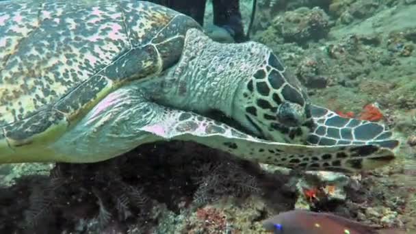 Żółw szylkretowy obecny na koralową wyspę, Bali. — Wideo stockowe