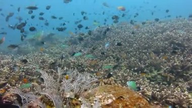 Gelişen mercan canlı deniz yaşamı ve sürüler halinde balık, Bali ile.