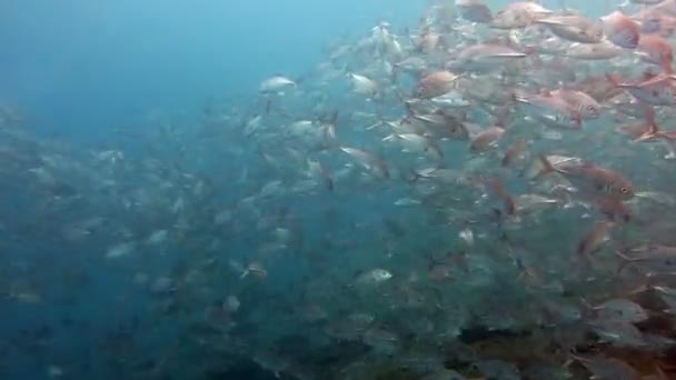Hejno ryb velkookého Trevallies (Tursiops zkrátí) útesy Bali — Stock video