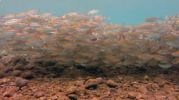 Große Makrelenschule unter Wasser — Stockvideo