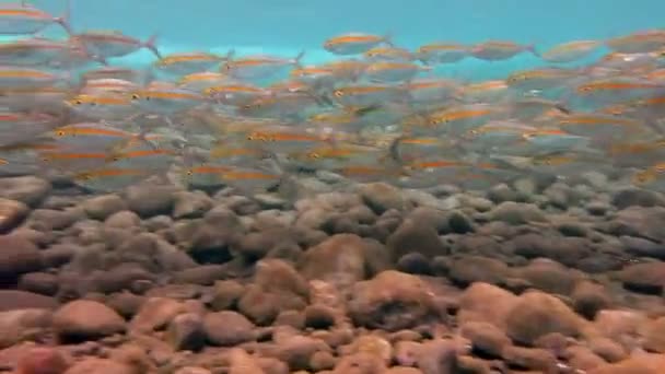 Große Makrelenschule unter Wasser — Stockvideo