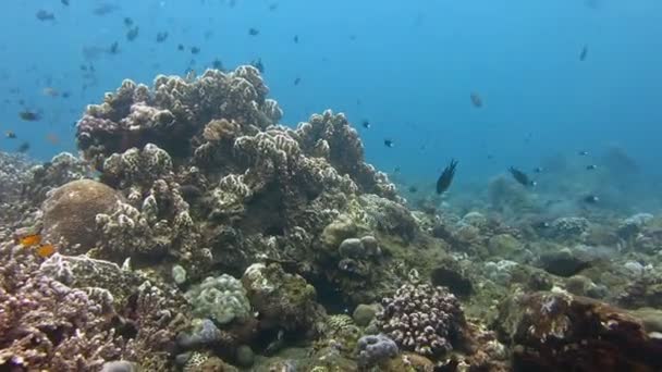 Florierende Korallenriffe lebendig mit Meereslebewesen und Fischschwärmen, bali. — Stockvideo