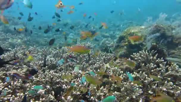 Prosperující korálový útes mořského života a hejna ryb, Bali. — Stock video