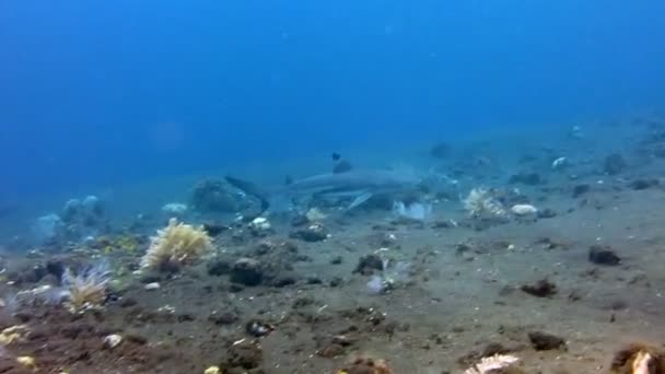 Zwarte punt rifhaaien zwemmen onder water op Bali eilanden. — Stockvideo