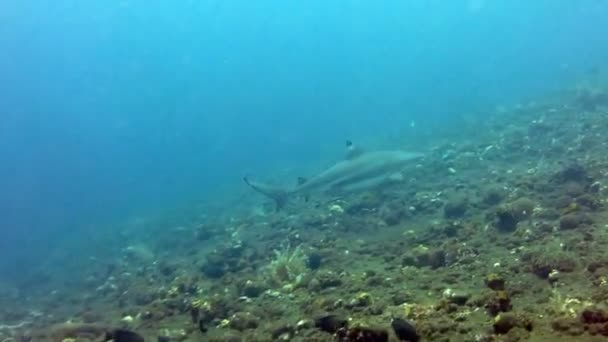 Svart spets reef hajar simmar under vattnet på Bali Islands. — Stockvideo