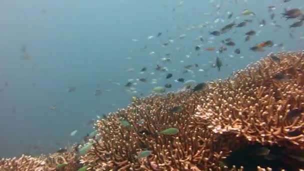 Florierende Korallenriffe lebendig mit Meereslebewesen und Fischschwärmen, bali. — Stockvideo