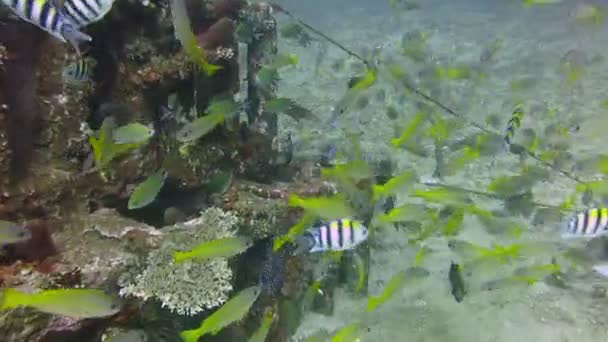 Gelişen mercan canlı deniz yaşamı ve sürüler halinde balık, Bali ile. — Stok video