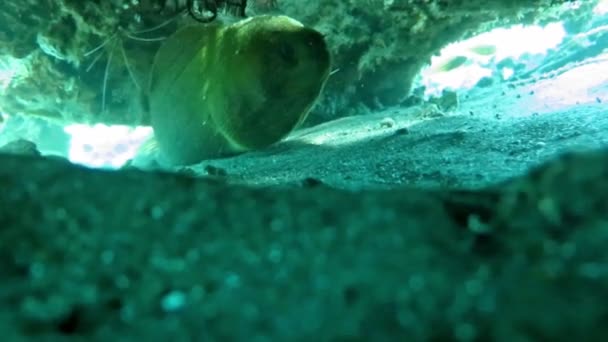 Giant moray hiding  amongst coral reef on the ocean floor, Bali. — Stock Video