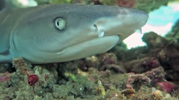 Requins de récif à pointe noire nageant sous l'eau aux îles Bali . — Video