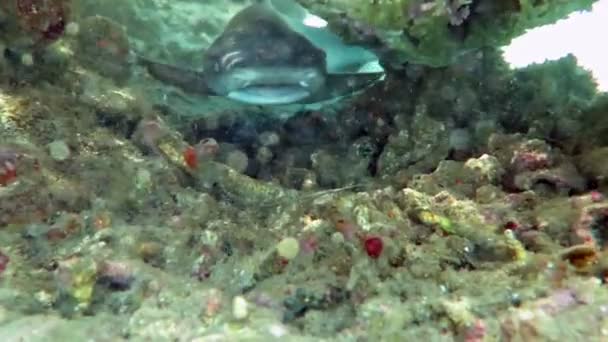 黑色的尖礁鲨在巴厘岛水下游泳. — 图库视频影像
