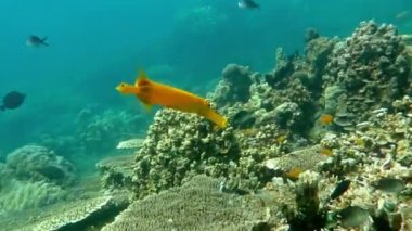 Sualtı Bali Denizde yüzme Trumpetfish (Aulostomus chinensis).