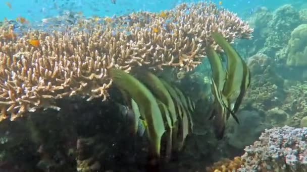 Μαυριτανών είδωλο ψάρια σχολείο σε κοραλλιογενείς υφάλους, υποβρύχια — Αρχείο Βίντεο