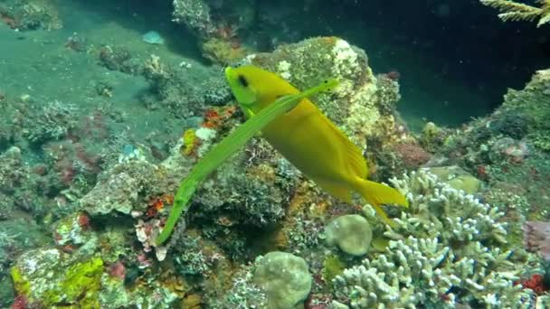 Trompetenfisch (aulostomus chinensis) schwimmt unter Wasser im Bali-Meer. — Stockvideo
