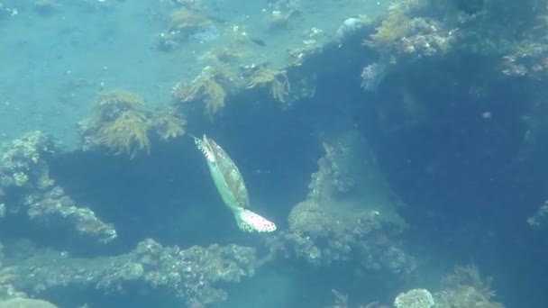 Hawksbill tortue de mer courant sur l'île de récif corallien, Bali . — Video