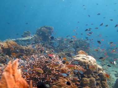 Gelişen mercan canlı deniz yaşamı ve Balık sürülerini,