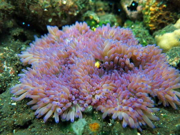 Actiniaria marine plant coral bali — Stock Photo, Image