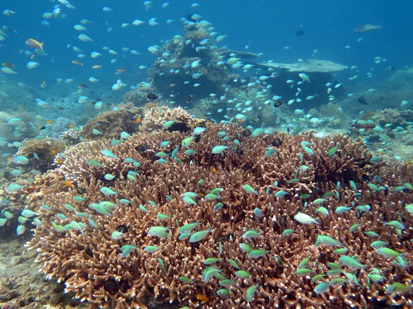 Récif corallien prospère vivant avec la vie marine et des bancs de poissons , — Photo