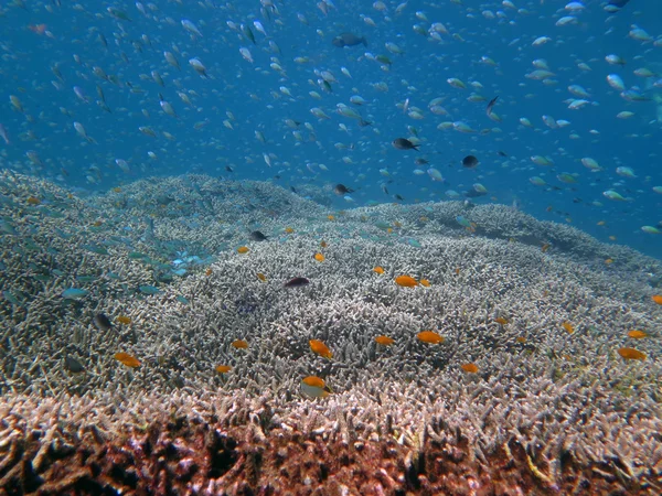 Thriving  coral reef alive with marine life and shoals of fish, — Stock Photo, Image