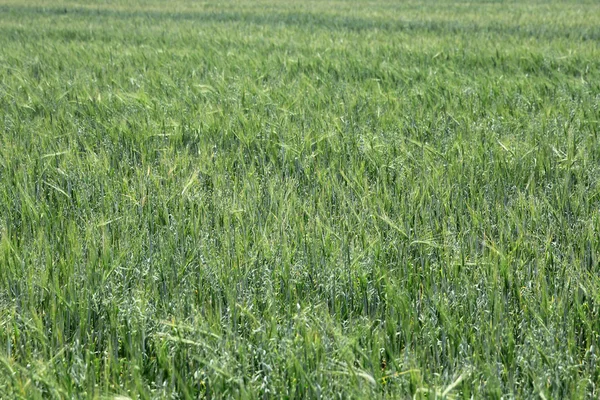 Trigo verde em um campo de grãos fundo textura de grama — Fotografia de Stock