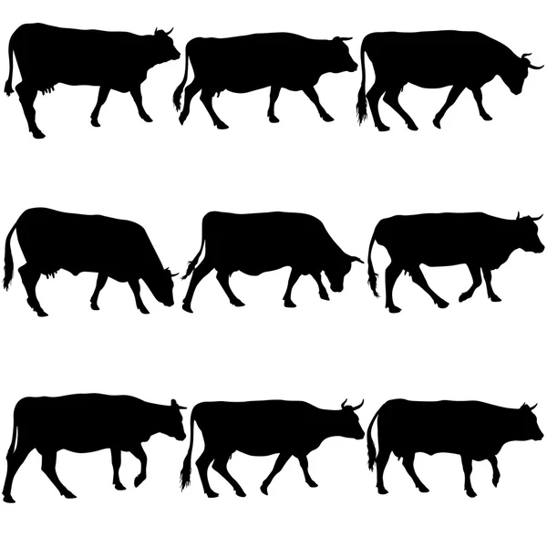 Kollektion schwarze Silhouetten von Kuh. Vektorillustration. — Stockvektor